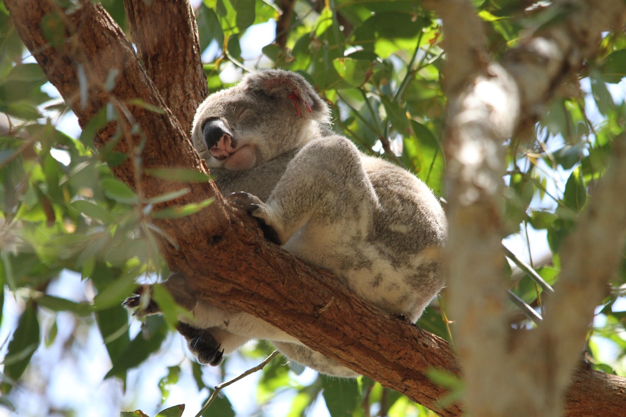 Australia_koala